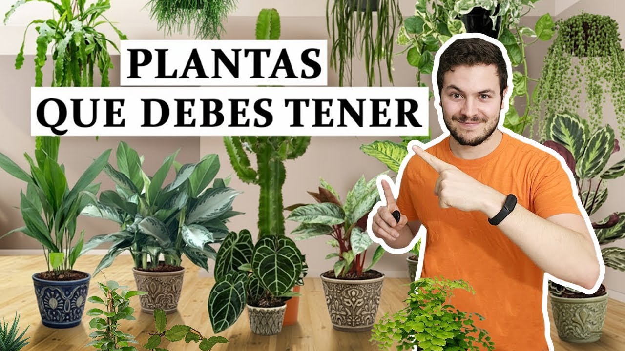 Las 28 mejores plantas de interior 🦄
