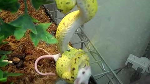 Biak Green Tree Python- Turning Green from Yellow- and eating!
