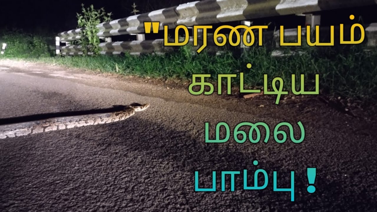 Python Attacks A Man At Ooty animals Python attacks a man at ooty animals