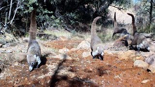 Coatimundi's, known to some as the desert monkey!