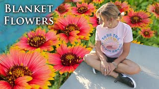 BEST TIPS on how to care for Blanket Flowers and TRICKS to get MAXIMUM flowers