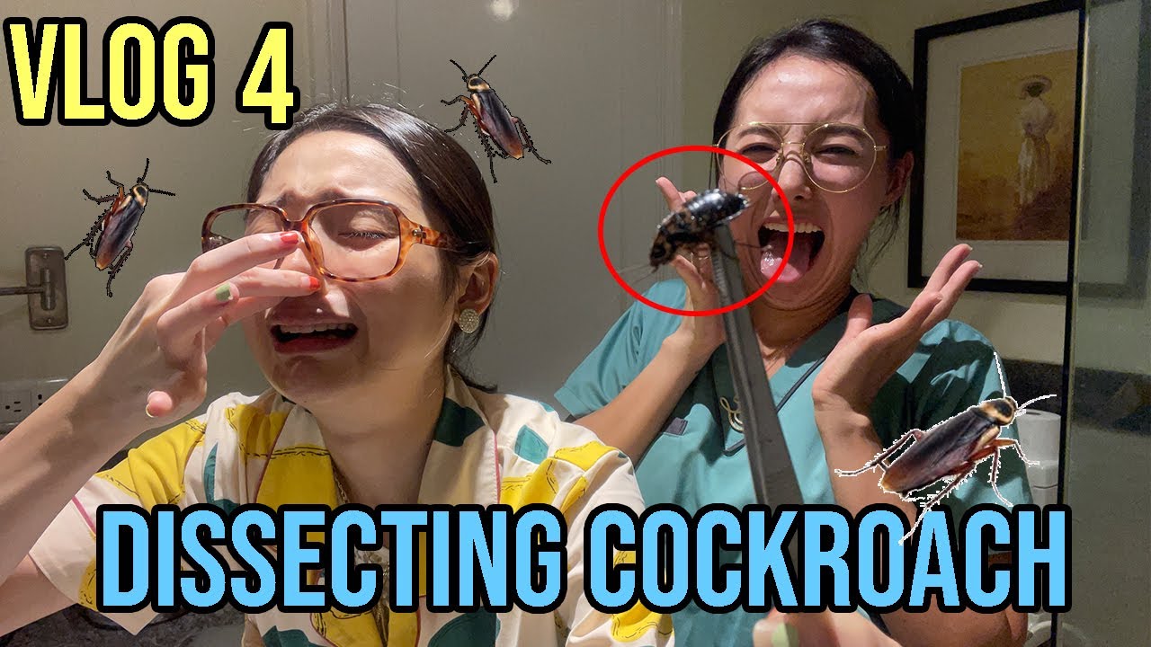 DISSECTING A COCKROACH - BUHAY VETMED STUDENT #sunnyandnayoung - YouTube