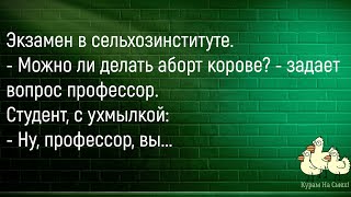 🐔Едет Парнишка В Метро...Сборник Новых Смешных Анекдотов,Для Супер Настроения!