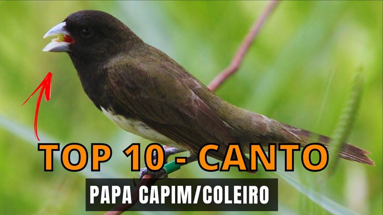 Coleiro Papa Capim Canto Viviti, Coleiro Papa Capim Canto Viviti Curta  nossa Página e Coompartilhe!, By Cantos e Encantos de Pássaros