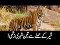 3 injured as lion attack in kotli azad kashmir