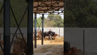 #shravanseva #cow #gaumata #trending #indiancow #youtubeshorts