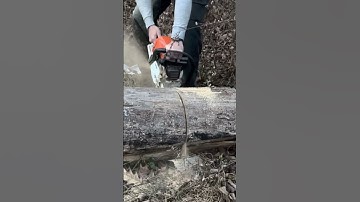 Stihls Turd Chainsaw MS 362