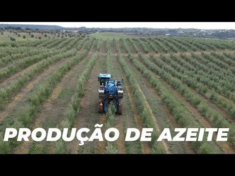 Vídeo: Qual é A Tecnologia Para Produção De Azeite
