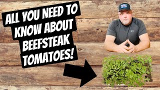 All you Need to Know about Beefsteak  Tomatoes!