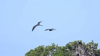 the magnificent frigate birds are back