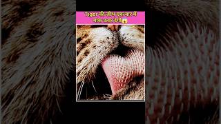 Tongue, एक बार में मांस उतार देगी?|sciencefacts viral