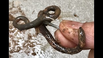 How To Tie Treble Hook and 8 Hook Bait - DIY Fishing Knot - Cách Buộc Và Móc Mồi Lưỡi Ba Gai