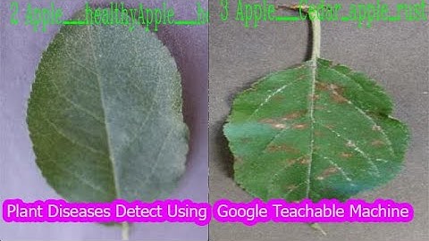 google teachable machine detect plant leaf diseases | google teachable machine tutorial