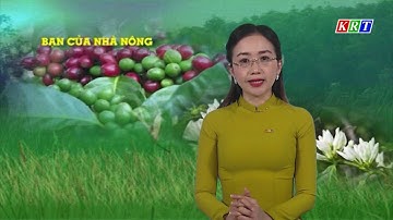Hướng dẫn mô hình trồng cây chuối tiêu hồng