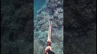 Storytime De Mon Expérience De La Pêche Sous-Marine