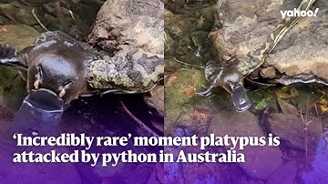 ‘Incredibly rare’ moment platypus is attacked by python in Australia | Yahoo Australia