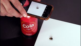 What Is This Bug? How To Take Better Pest Photos With Your Phone. screenshot 1