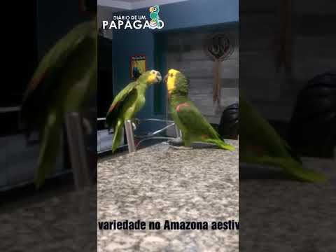 Amazona aestiva - Variação na Espécie