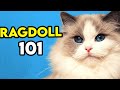 Ragdoll Cat 101 - What You Need To Know About Them!