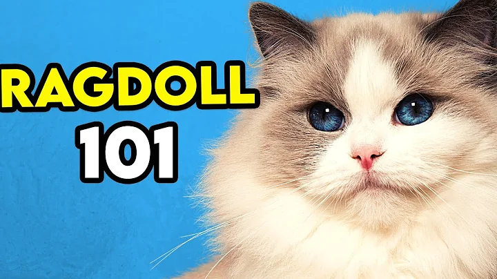 Ragdoll Cat 101 - Learn EVERYTHING About Them! - DayDayNews