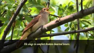 Monique Jutras - À La Claire Fontaine