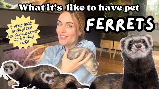 Ferrets as Pets! What it’s Like to Have Pet Ferrets