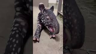 Malayan Tapir Calf Yawn