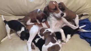 Harrier puppies by issoldda 1,783 views 6 years ago 11 seconds