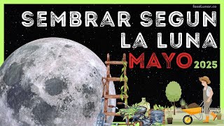Calendario Lunar para SIEMBRA y JARDINERÍA en MAYO 🌱🌿 Como Sembrar con la luna en MAYO 2025
