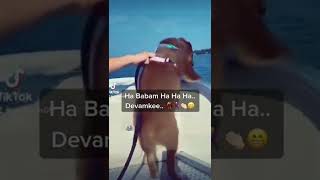 Ha Babam Ha Oyun Havası Oynayan Köpüş 😁🤣