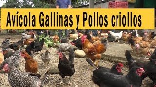 POULTRY HENS AND CRIOLLO CHICKENS