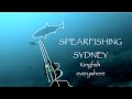 Clear water and kingfish sydney spearfishing
