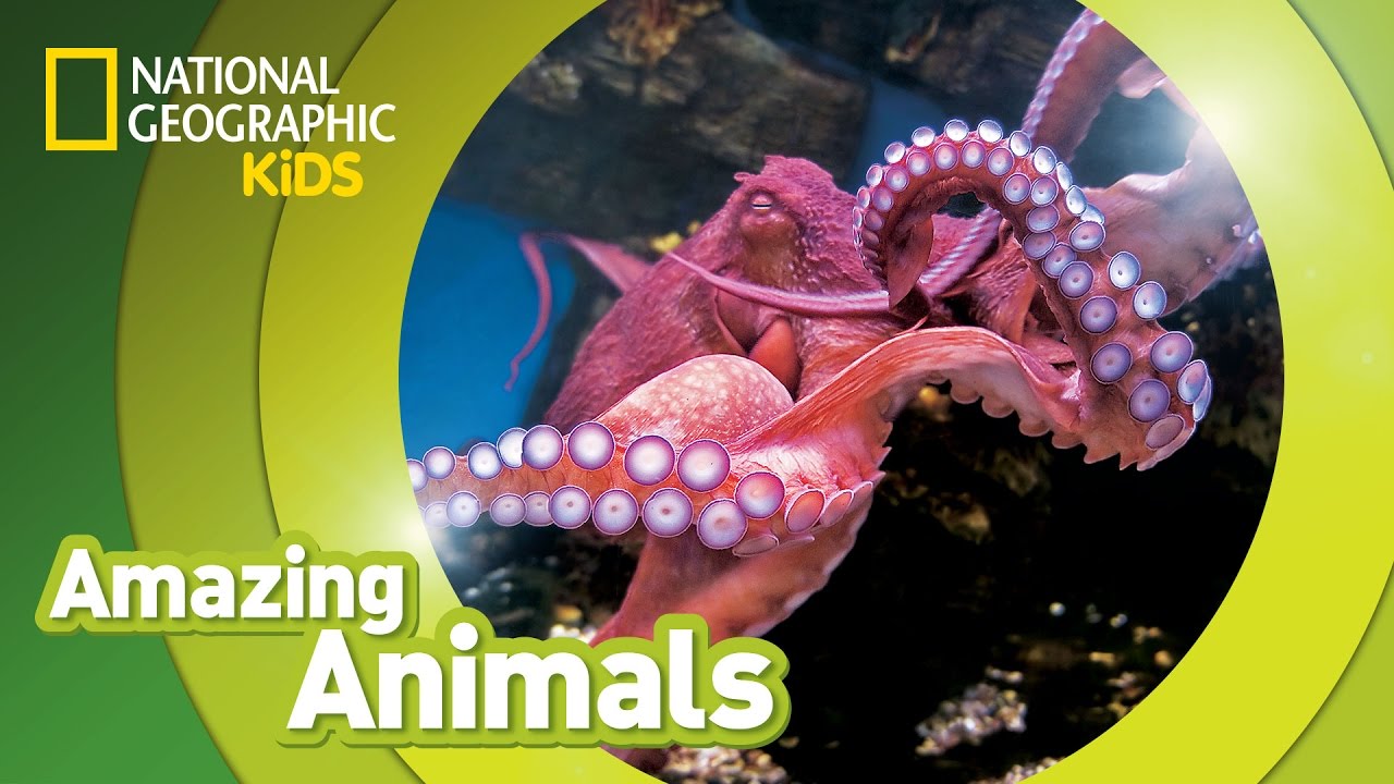 ⁣Giant Pacific Octopus 🐙 | Amazing Animals