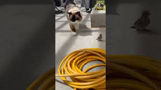 Pure pet chaos caught on camera 🐾, Animaux en Delire