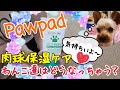 Pawpadで肉球ケアをするとわんこ達はどうなる？？