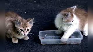Touching Scenes Feeding Ukraine's Stray Cats