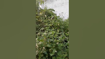 #Farm làm vườn,hoa Xuyến chi Xem mô tả .