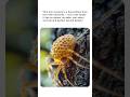Harvestman #shortsviral #DaddyLonglegs #viral