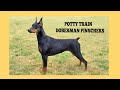 How To Quickly House Train Doberman Pinschers How To Quickly House Train Doberman Pinschers
