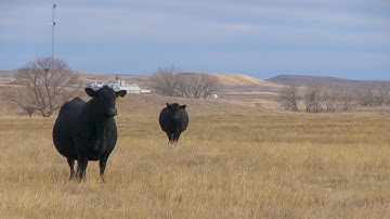 Improve, document genetics