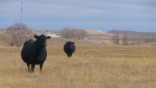 Improve, document genetics
