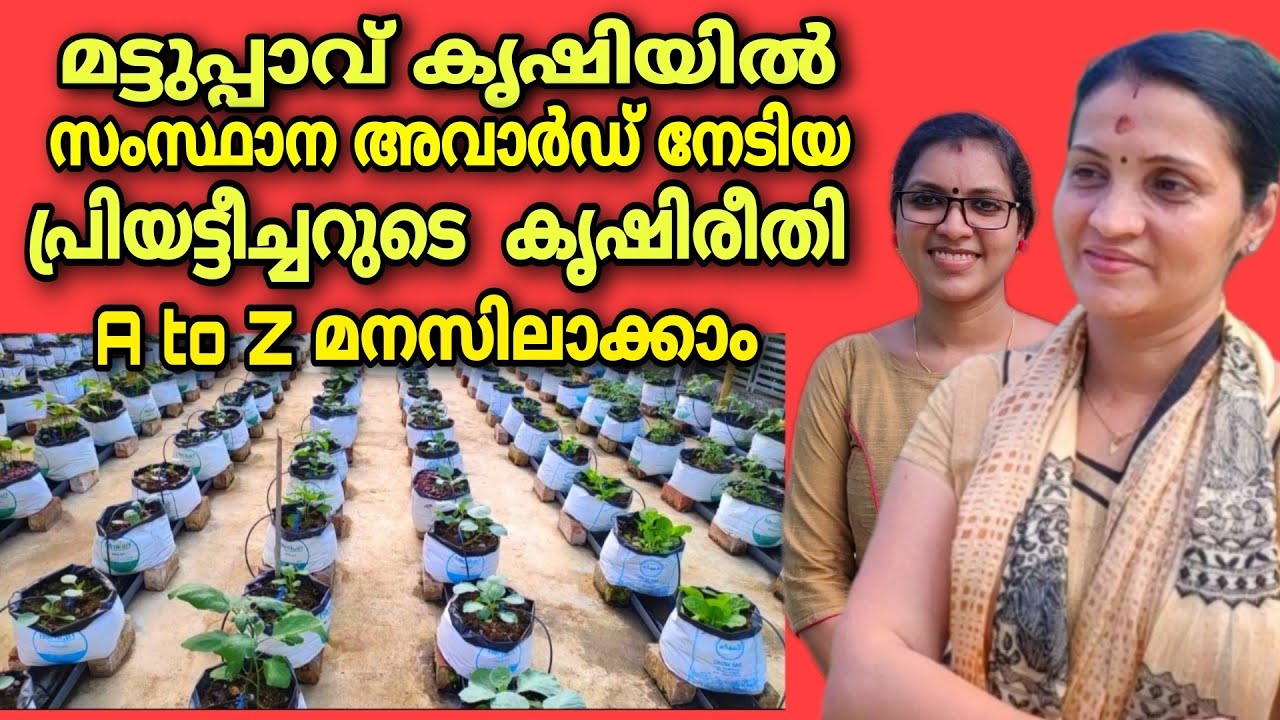 മട്ടുപ്പാവ്കൃഷിയിൽ സംസ്‌ഥാന അവാർഡ്നേടിയ പ്രിയട്ടീച്ചറുടെകൃഷിരീതി A to Z മനസിലാക്കാം|Terrace farming