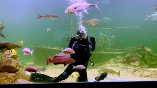 Tarpon Springs Aquarium Diver Feeding Fish by FurFeathersandFlowers 253 views 10 months ago 2 minutes, 12 seconds