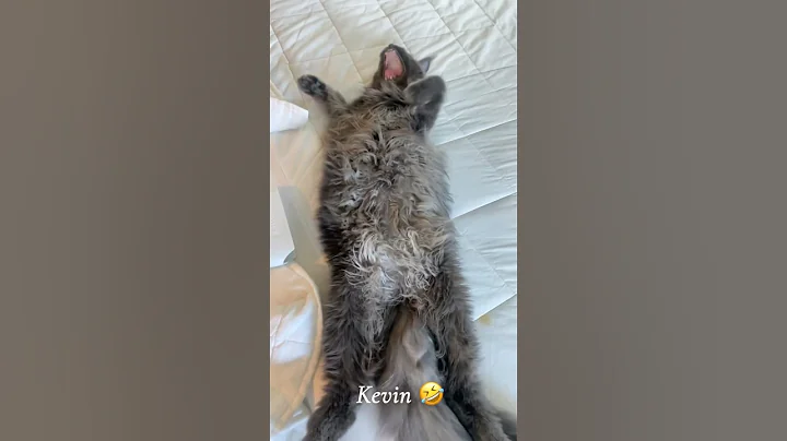 Watch the video about #kitten #funny #funnycats #mainecoons #catbreed #mainecoon #gentlegiant #pets #cute #bestfriend