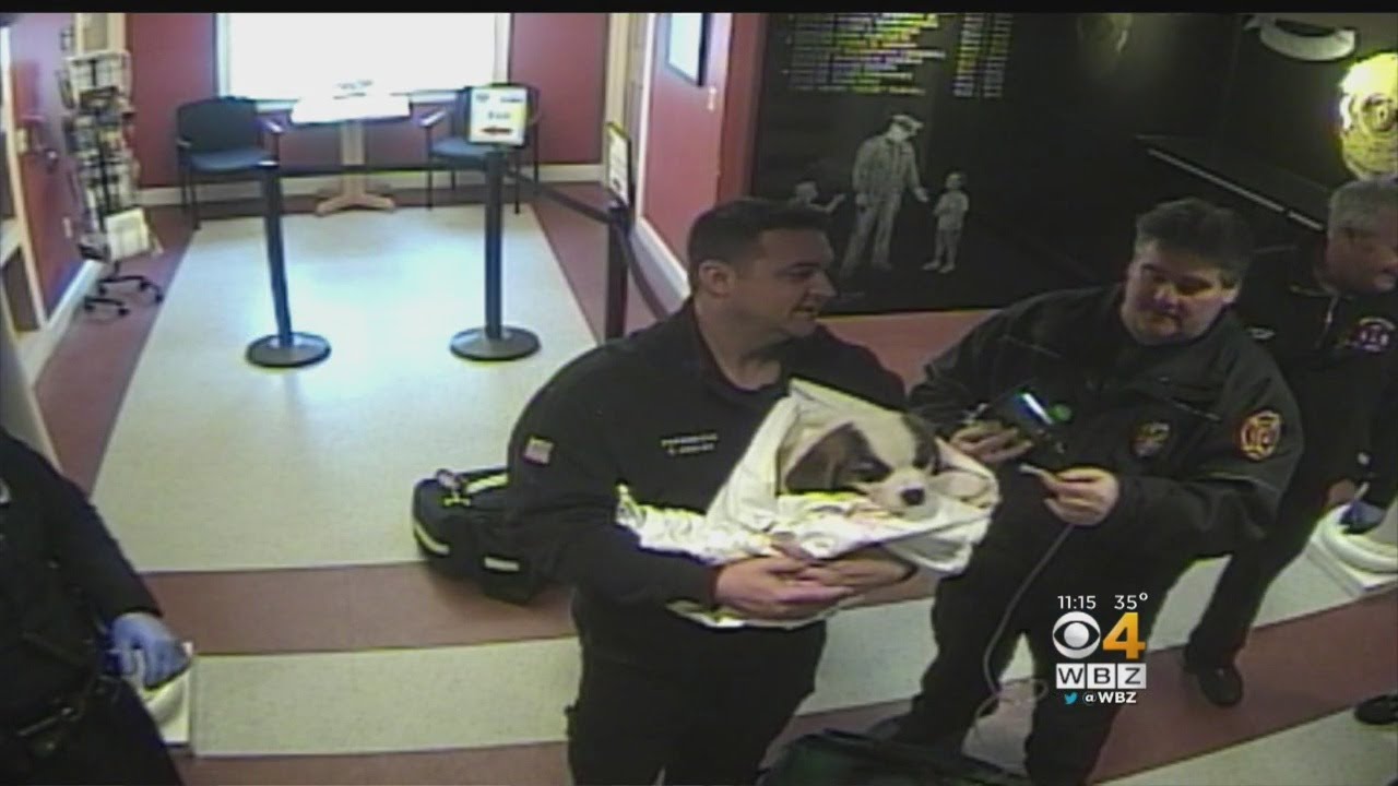 North Reading Police Save Puppy's Life