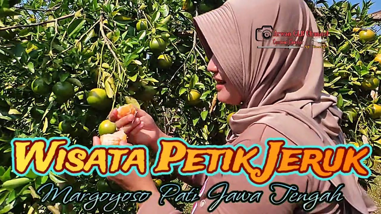 Wisata Petik Jeruk Soneyan Margoyoso Pati #petikjeruk