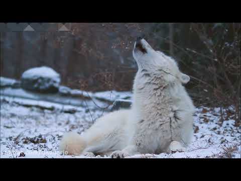 تصویری: چرا روباه ها زوزه می کشند؟