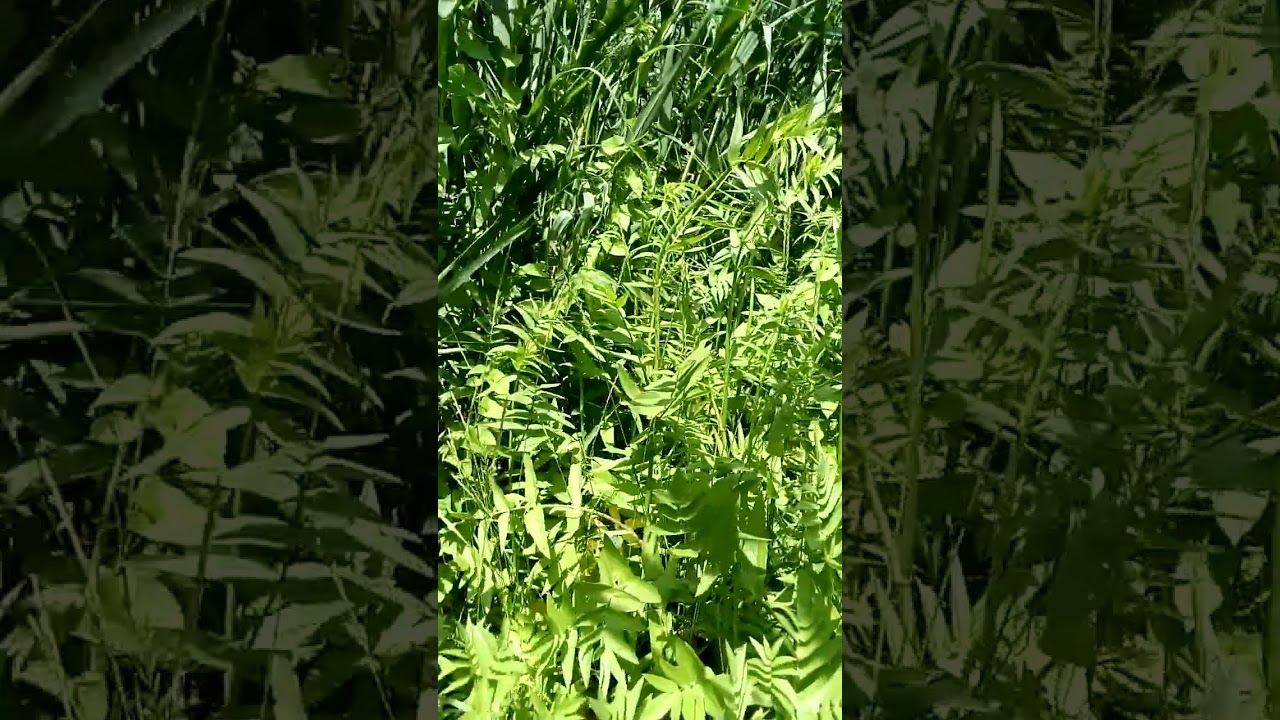 Красивые луговые травы Beautiful meadow grasses 美しい草原の草 아름다운 초원 잔디 Wunderschönes Wiesengras 美丽的草地