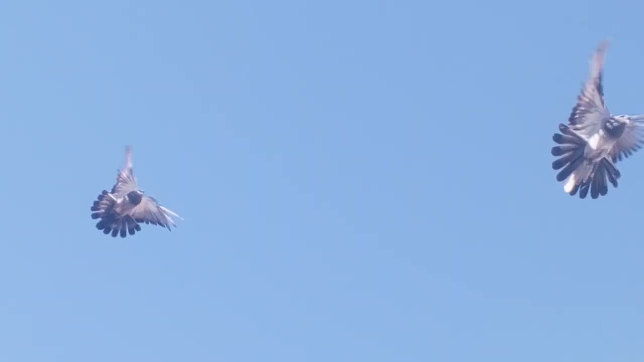 Голуби в Ялте Кукуц В Ф Хорошая погодка.