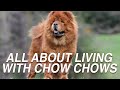 ALL ABOUT LIVING WITH CHOW CHOW DOG